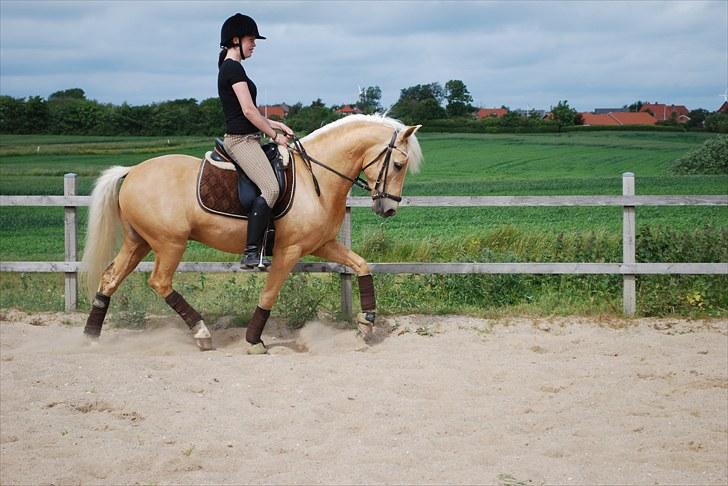 Palomino Lysholt'S Pegasus SOLGT billede 10