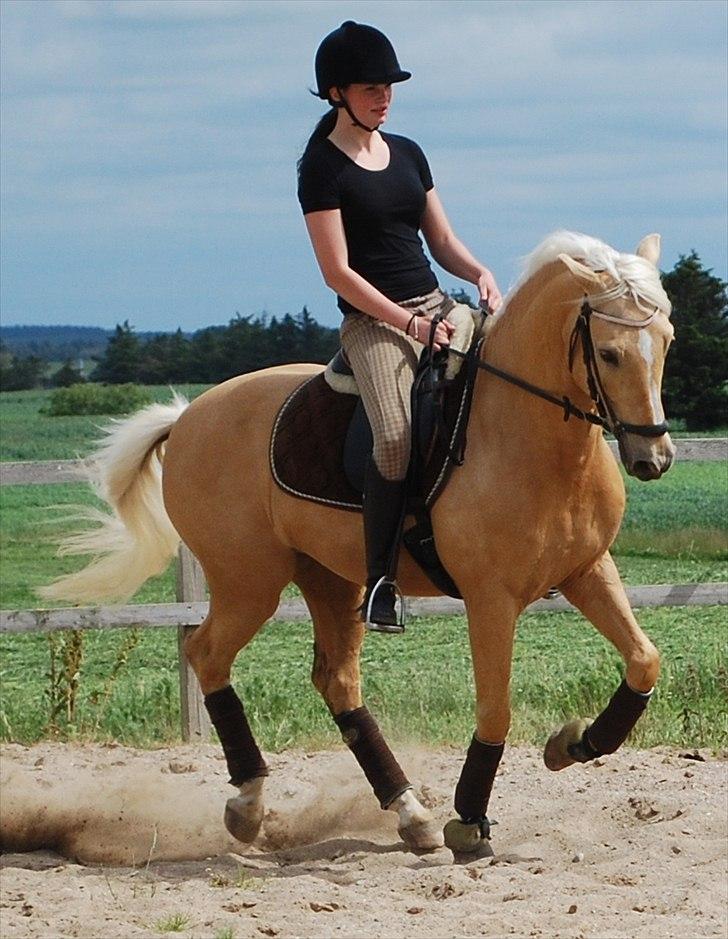 Palomino Lysholt'S Pegasus SOLGT - <3 billede 11