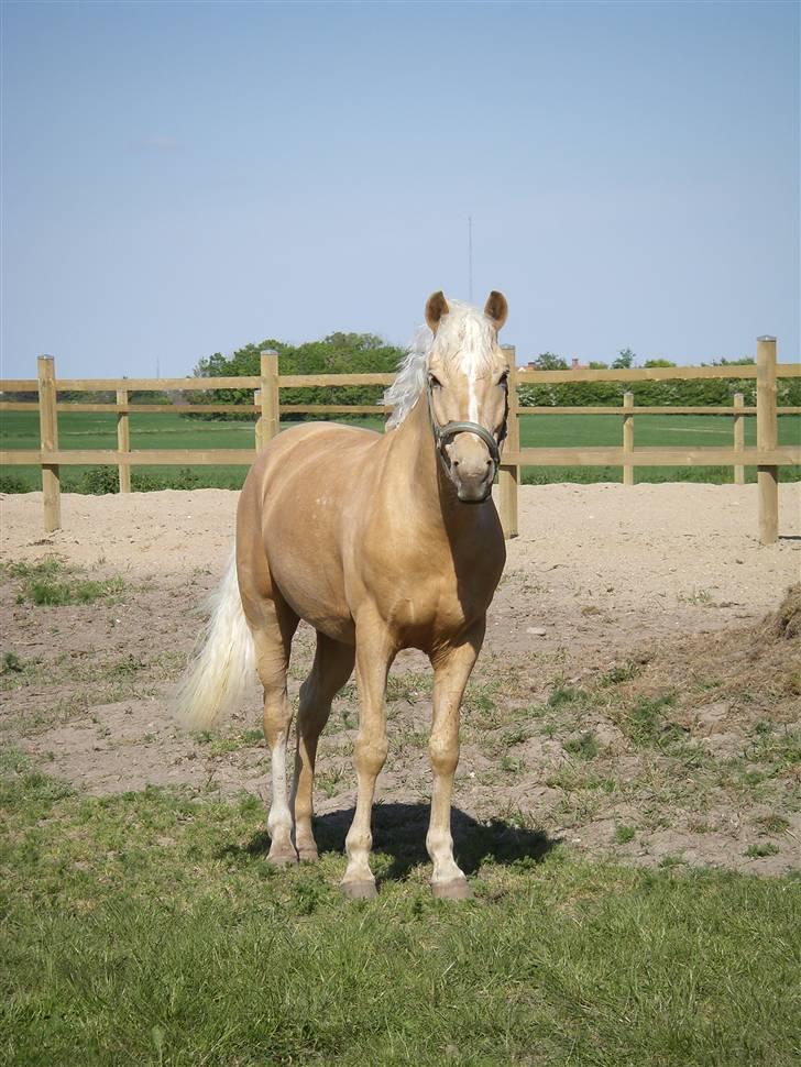 Palomino Lysholt'S Pegasus SOLGT billede 12