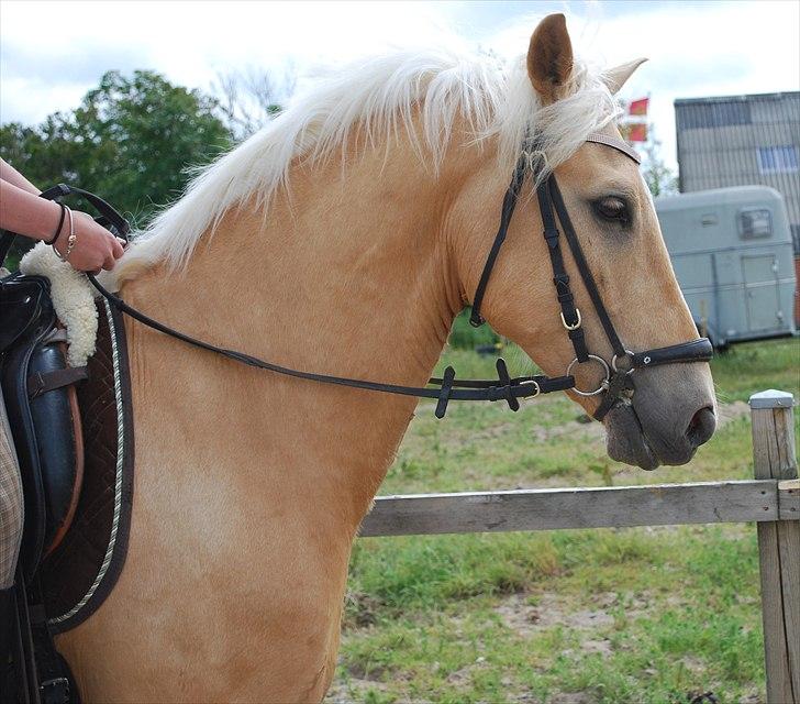 Palomino Lysholt'S Pegasus SOLGT - efter stævne :) billede 13