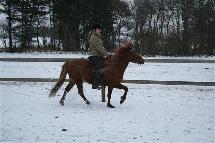Islænder Jóra fra kjærsgård - skønheden selv billede 3