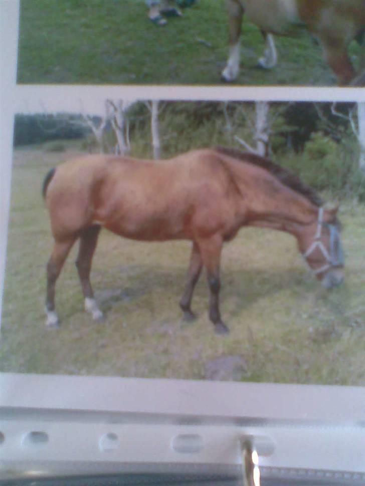 New Forest Borups Frida - sommergræs o5 , super lækker pony xD billede 10