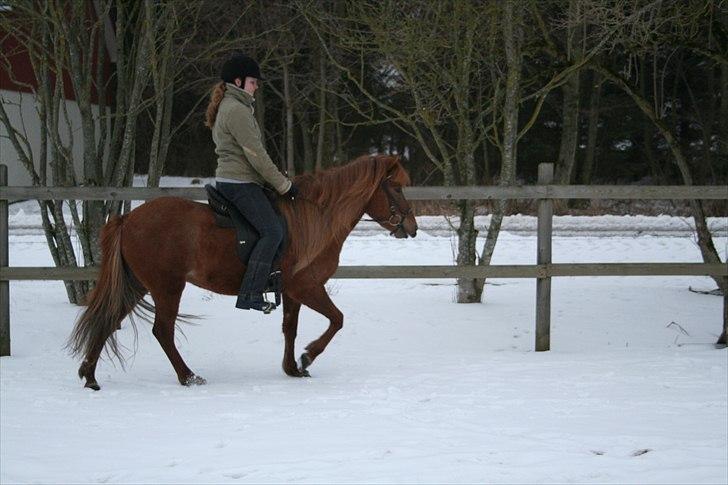 Islænder Jóra fra kjærsgård billede 7
