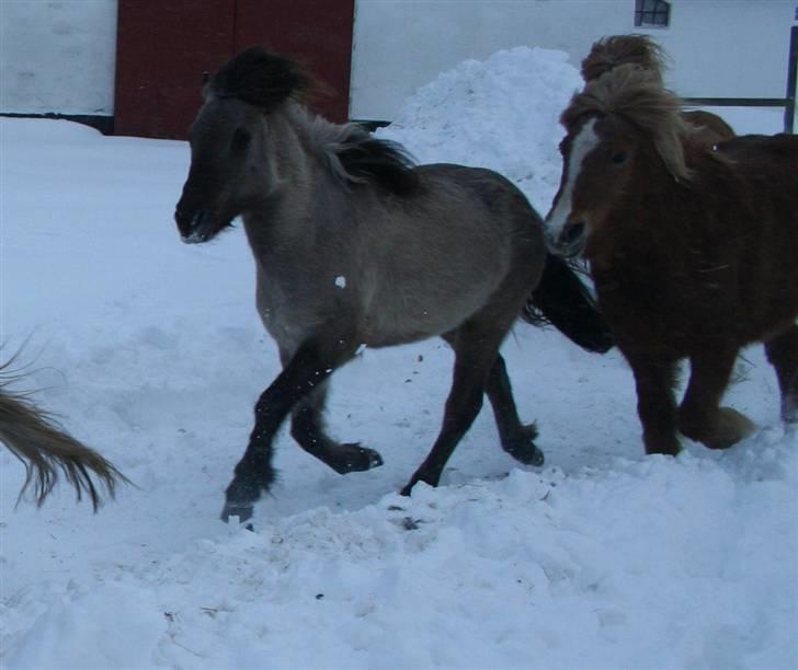 Islænder Litfrid fra Kjærsgård  - pas. kan ses tydeligt på forgående og efter gående billeder; billede 8