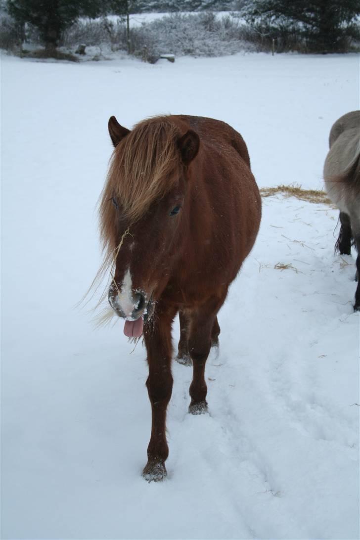 Islænder Jóra fra kjærsgård billede 8