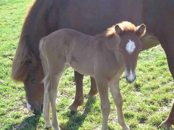 Islænder Jóra fra kjærsgård billede 10