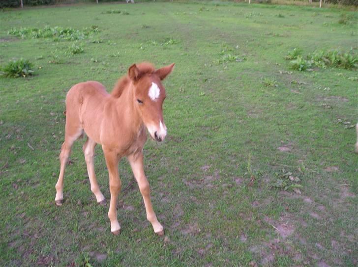 Islænder Jóra fra kjærsgård billede 12