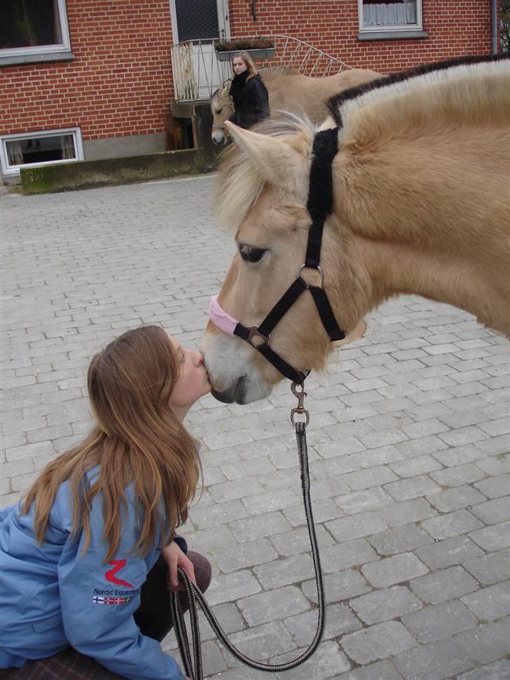 Fjordhest Jeanett Lundgård SOLGT - vinteren 07/08 billede 11
