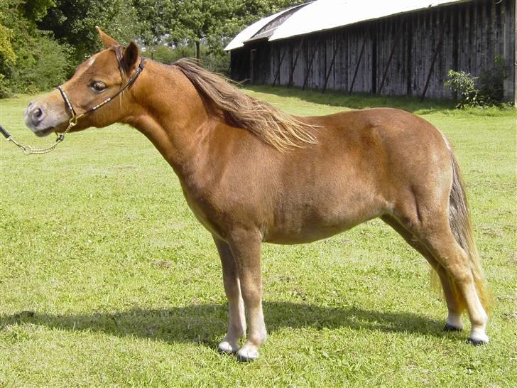 Miniature Skovsgårdes Just Around M - Til plagskue DMHF 2007 billede 2