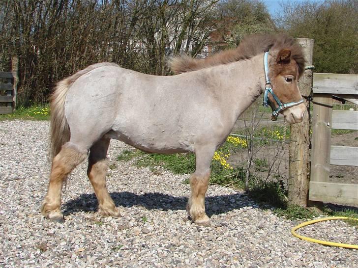 Miniature Skovsgårdes Just Around M - Nyklippet april 2009 billede 3