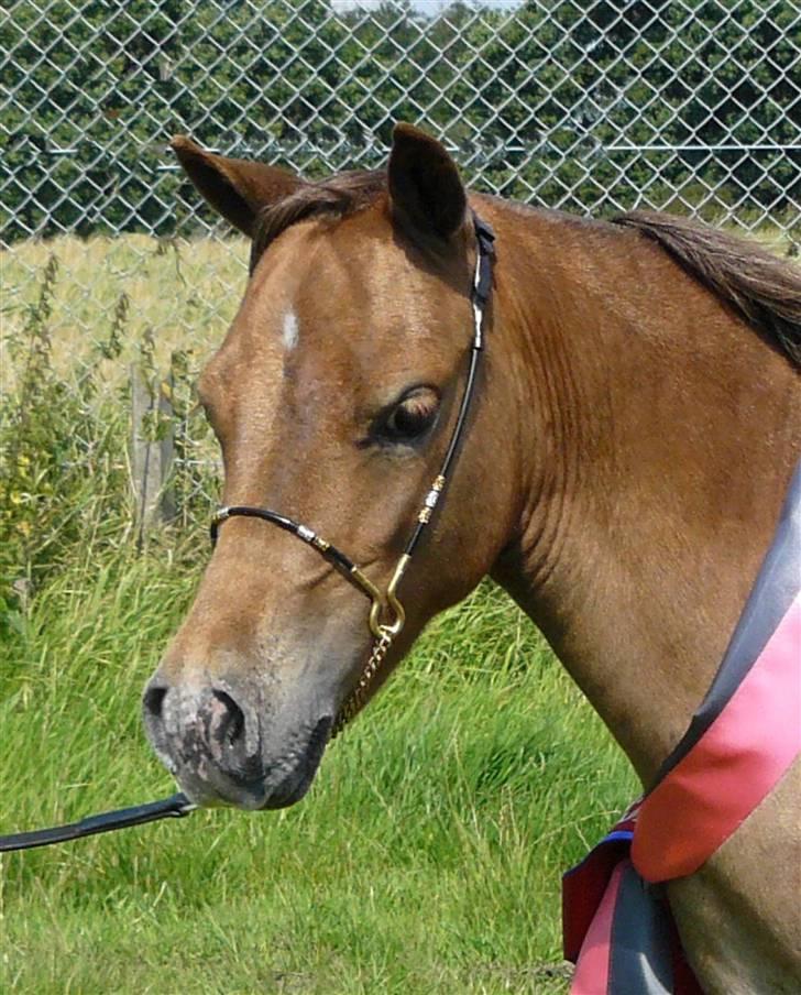 Miniature Skovsgårdes Just Around M billede 7