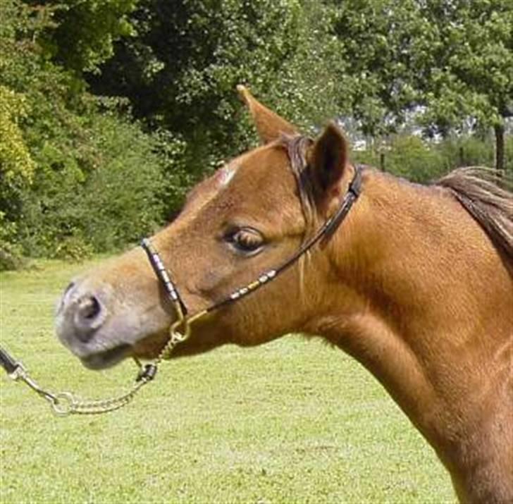 Miniature Skovsgårdes Just Around M billede 8