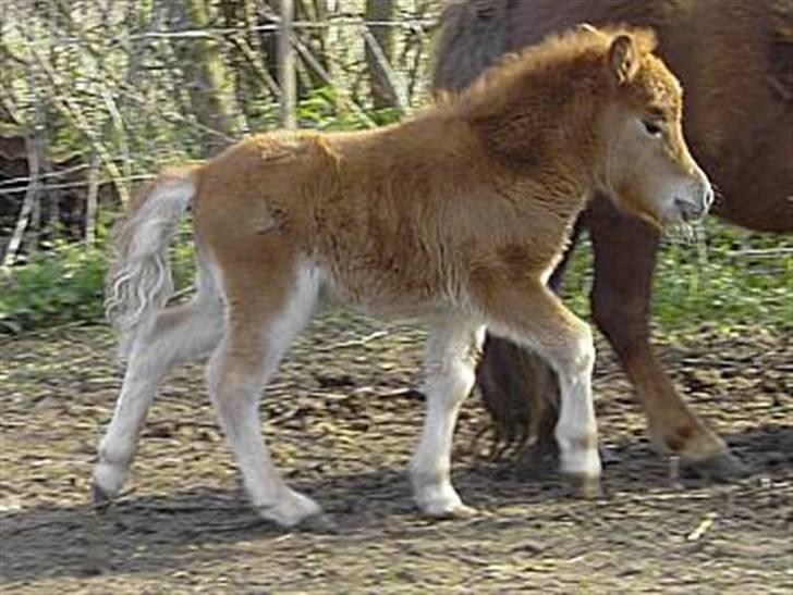 Miniature Skovsgårdes Just Around M billede 9