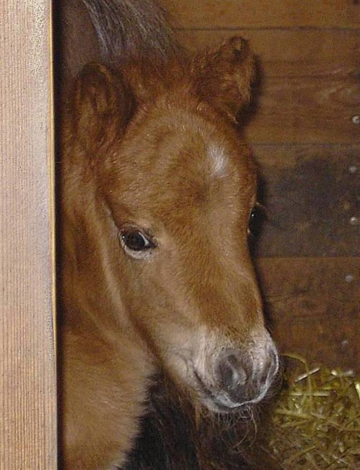 Miniature Skovsgårdes Just Around M billede 10