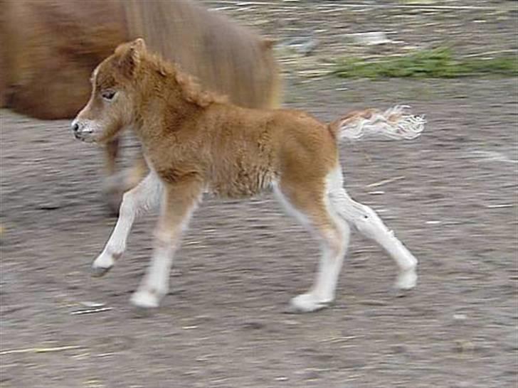 Miniature Skovsgårdes Just Around M billede 11