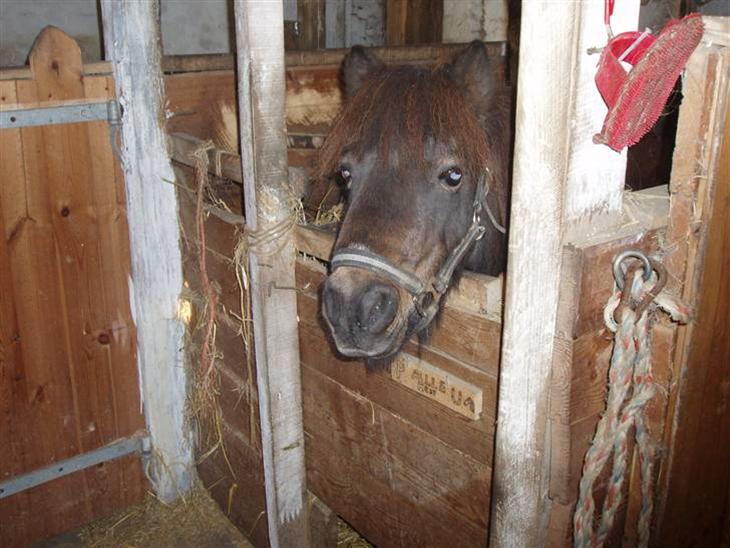 {{currentPhoto.altText}} billede {{currentPhoto.number}}