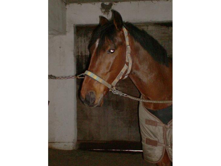 {{currentPhoto.altText}} billede {{currentPhoto.number}}