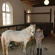 Anden særlig race Admiral(solgt)