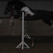 Hollandsk Varmblod Ranger ( Sover sødt nu)