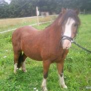 Welsh Mountain (sec A) Kusak<'3<'3