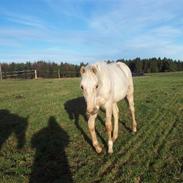 Palomino Marielunds Prima Pearl