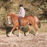 Welsh Pony (sec B) Faxi