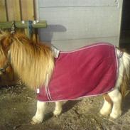 Shetlænder Rythme V. Bromishet