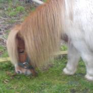 Shetlænder Rythme V. Bromishet