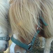 Shetlænder Rythme V. Bromishet