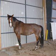 Dansk Varmblod Camille