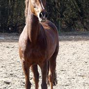 Arabisk fuldblod (OX) sabrina *passer*