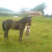 Knabstrupper Bendroffs Freja