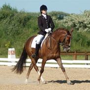 New Forest Egeballes Joker SOLGT 