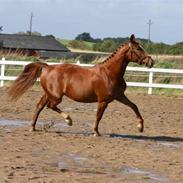 Frederiksborg Salina