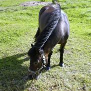 Anden særlig race Monty