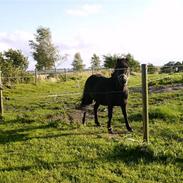 Anden særlig race Monty