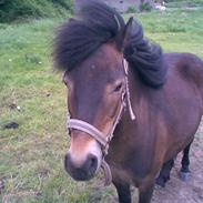 Anden særlig race Monty