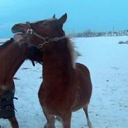 Welsh Pony af Cob-type (sec C) Skonhøjs Blue Eye [Frank]