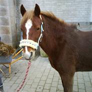 Anden særlig race dixi sukkerknal