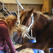 Anden særlig race dixi sukkerknal