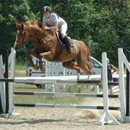 Dansk Varmblod Dybvadbros Zenia