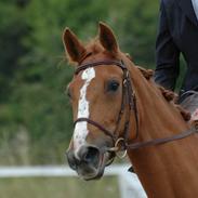 Dansk Varmblod Dybvadbros Zenia