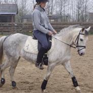 Anden særlig race Lady - SOLGT