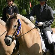 Fjordhest Vincenzo Truppa 