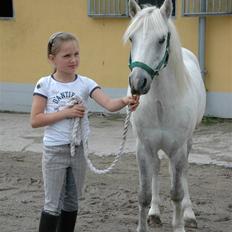 Anden særlig race Admiral(solgt)