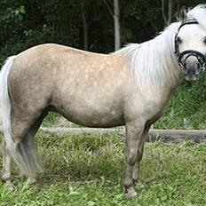 Palomino Skovsgårdes Cream-X-Treme