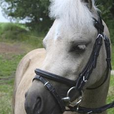 Palomino Skovsgårdes Cream-X-Treme