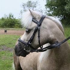 Palomino Skovsgårdes Cream-X-Treme