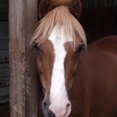 Welsh Pony (sec B) Faxi