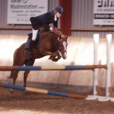 Welsh Pony (sec B) Faxi
